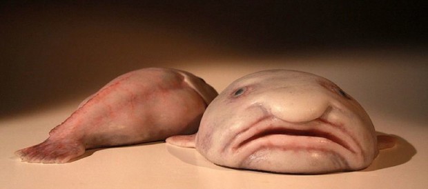 Blobfish