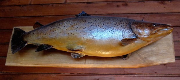 Storørret fra Bandak. Fisken ble tatt på garn i 2003 og veide 15,5 kilo