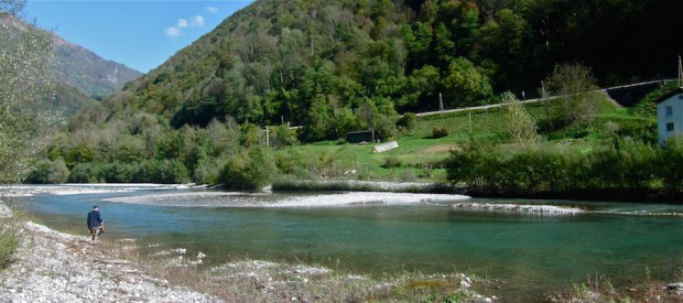 Elver som denne finner du over alt i Slovenia, og de er nesten alle som en propp fulle av regnbueørreter, som har vokst seg fete på pellets i oppdrettsanlegg.