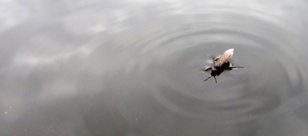 vingemæver på vannet