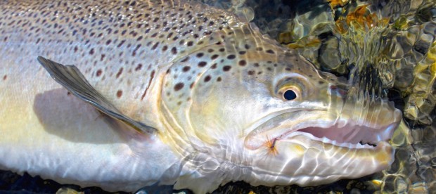 6,2 kilos New Zealand-ørret. Villfisk? Selvsagt!