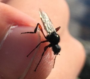 Bibio pomonae sør på Hardangervidda (Foto: John Fredrik Hove)