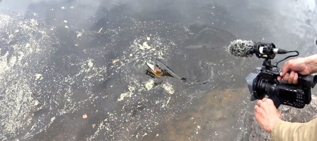 Hanfisken tok først - 49 cm. Hvor gammel aner vi ikke, men garantert eldre enn 10 år