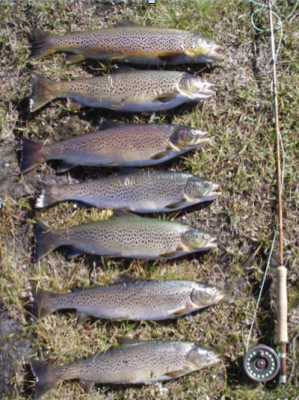 Fisk på 1 – 1,6 kg tatt 29. august 2010 ved Bjornesfjorden etter at en lett bris førte svermene av Bibio ut over vannflaten.