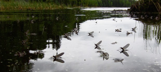 Vespertinaduns fotografert under fjorårets klekkinger i Nordmarka 